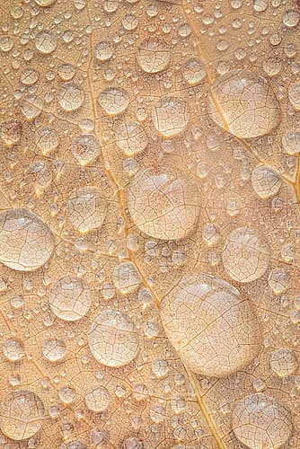 USA, Washington State, Seabeck. Tulip poplar leaf covered with raindrops. Art Print